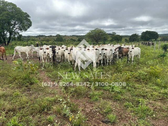 Fazenda para Venda em Abreulândia - 4