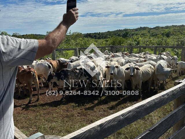 Fazenda para Venda em Abreulândia - 5