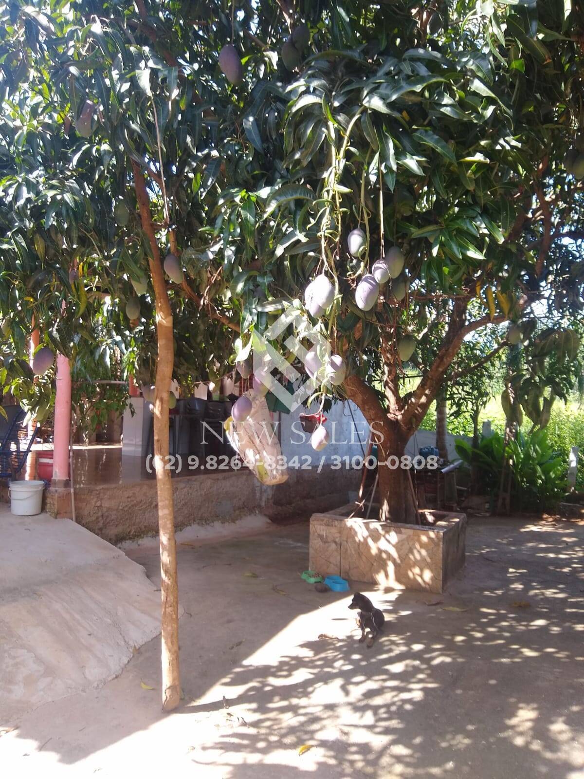 Fazenda à venda com 3 quartos, 5000m² - Foto 4