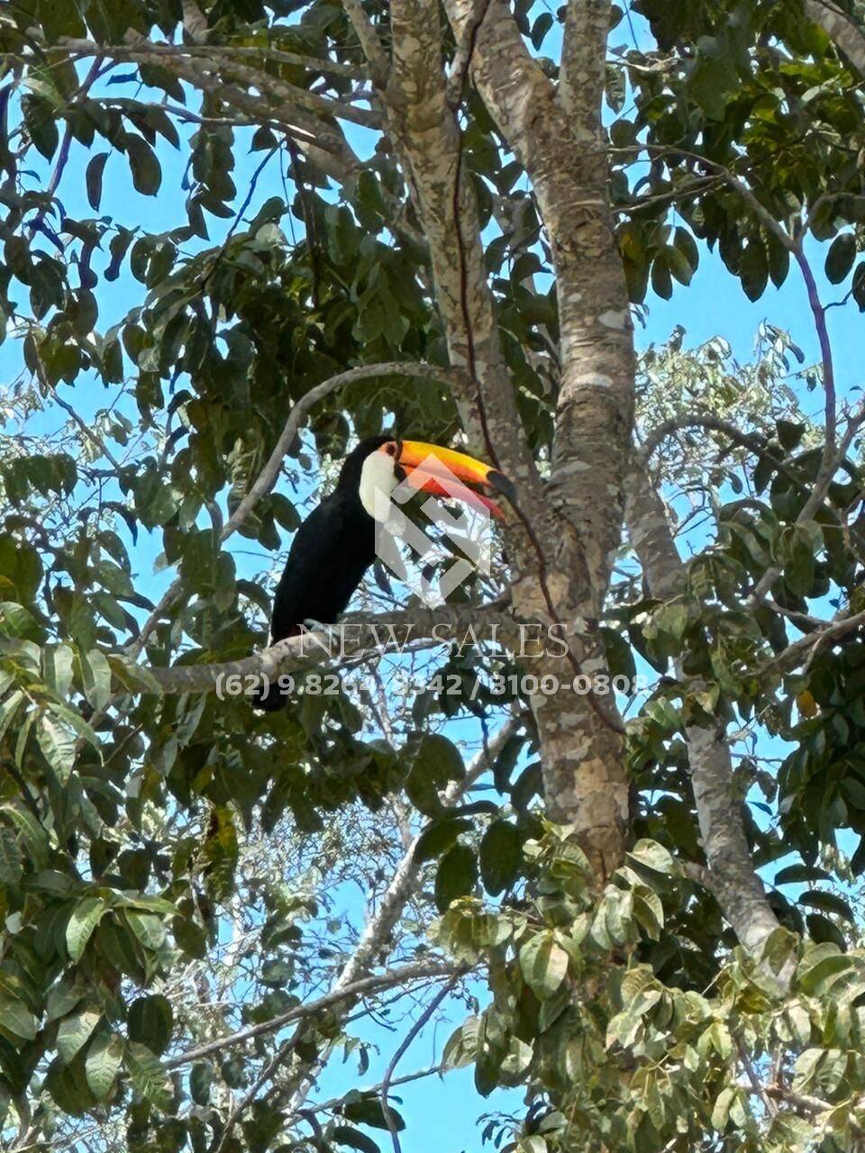 Fazenda à venda - Foto 7